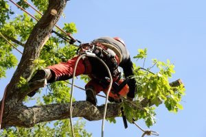 tree pruning out on a limb chainsaw