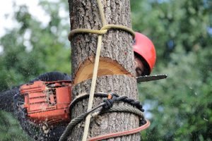 tree removal service chainsaw cutting tree