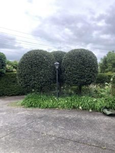 hedge cutting 1